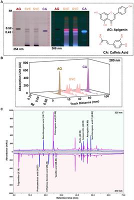 Robust anti-tubercular profile of Solanum virginianum extract in enhancing isoniazid bioavailability and curtailing stress tolerance in Mycobacterium smegmatis